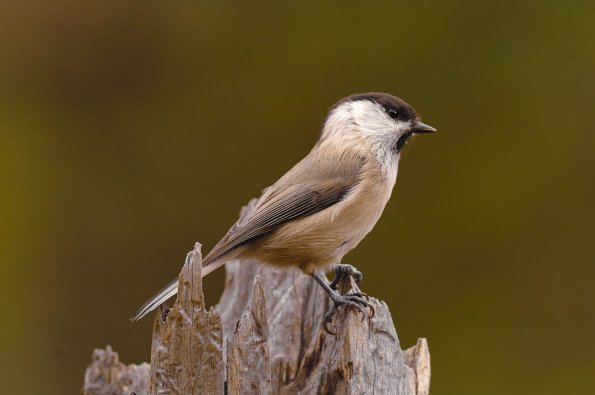Cincia alpestre