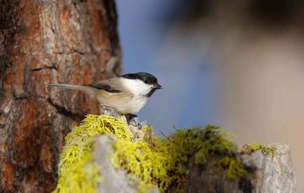 Cincia alpestre