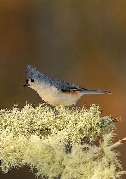 Tufted titmouse