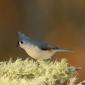 Tufted titmouse