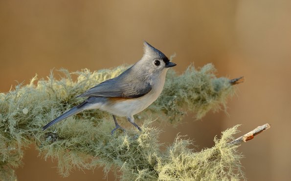 Tufted titmouse