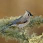 Tufted titmouse