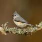 Tufted titmouse