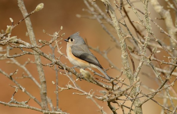 Tufted titmouse