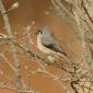 Tufted titmouse