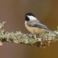 Black-capped chickadee