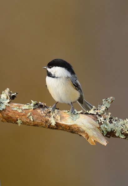 Black-capped chickadee