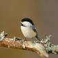 Black-capped chickadee