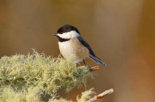 Black-capped chickadee