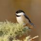 Black-capped chickadee