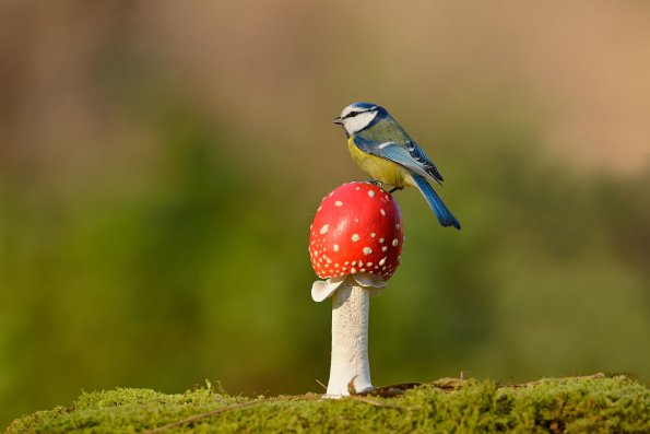 Cinciarella
