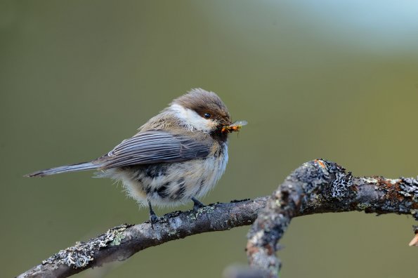 Cincia siberiana