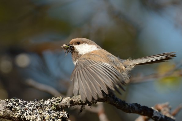 Cincia siberiana