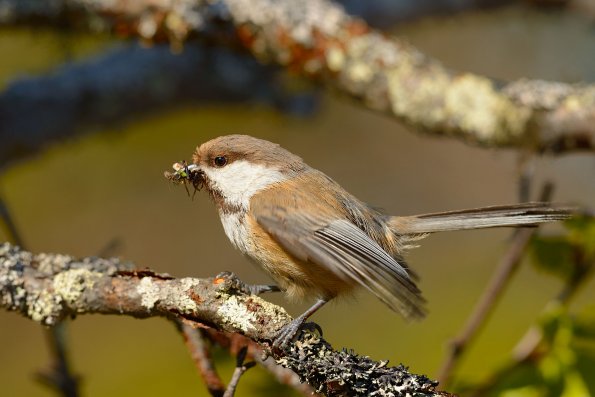 Cincia siberiana