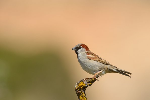 Passera oltremontana