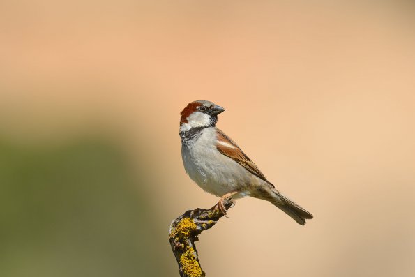 Passera oltremontana
