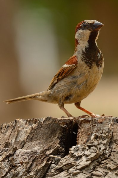 Passera oltremontana