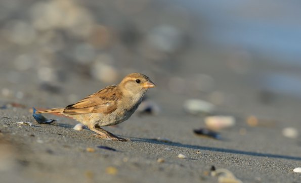 Passera oltremontana