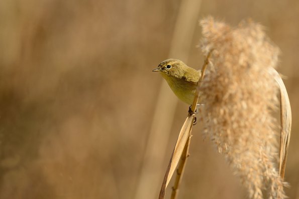 Luì piccolo