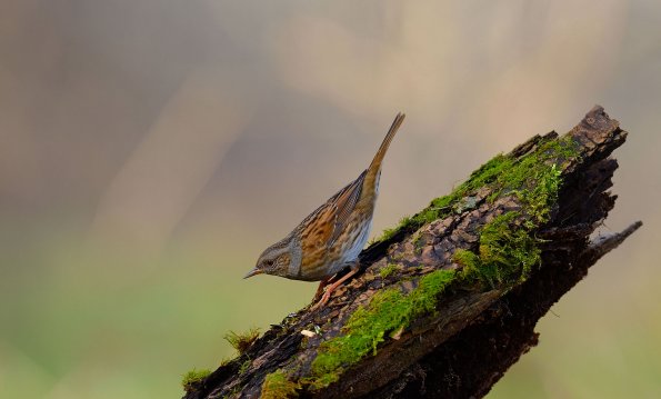 Passera scopaiola 