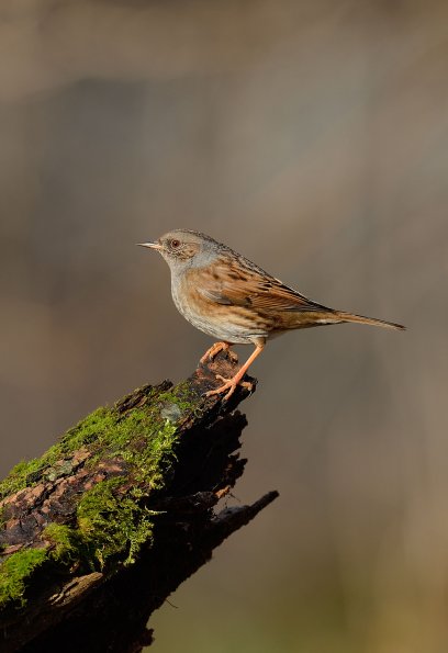 Passera scopaiola 