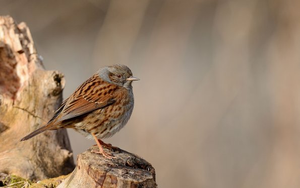 Passera scopaiola 