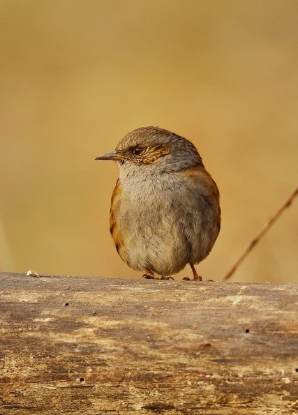 Passera scopaiola