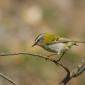 Regulidae