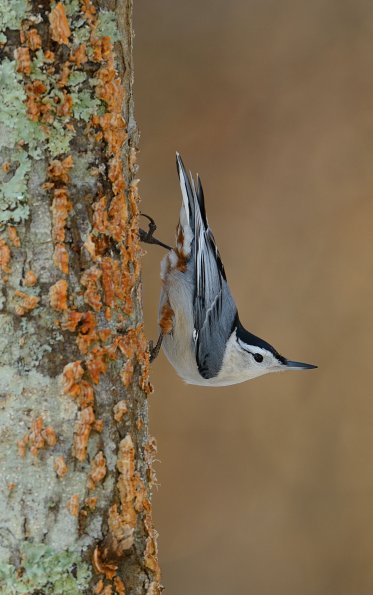 White-breasted Nuthatch