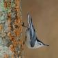 White-breasted Nuthatch