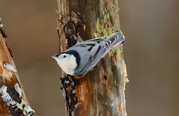 White-breasted Nuthatch