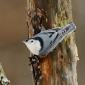 White-breasted Nuthatch