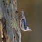 White-breasted Nuthatch