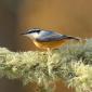 Red-breasted Nuthatch