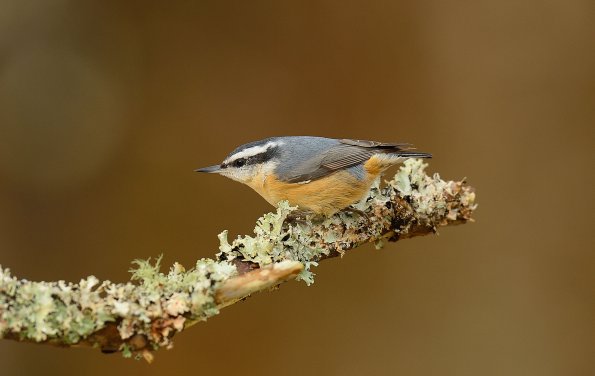 Red-breasted Nuthatch
