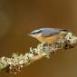 Red-breasted Nuthatch