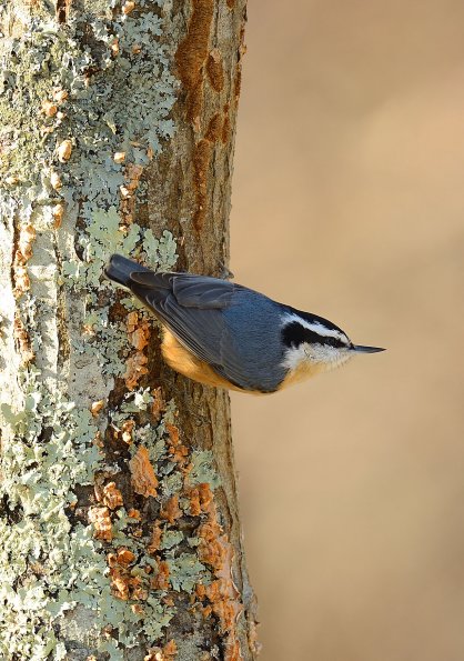 Red-breasted Nuthatch