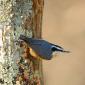 Red-breasted Nuthatch