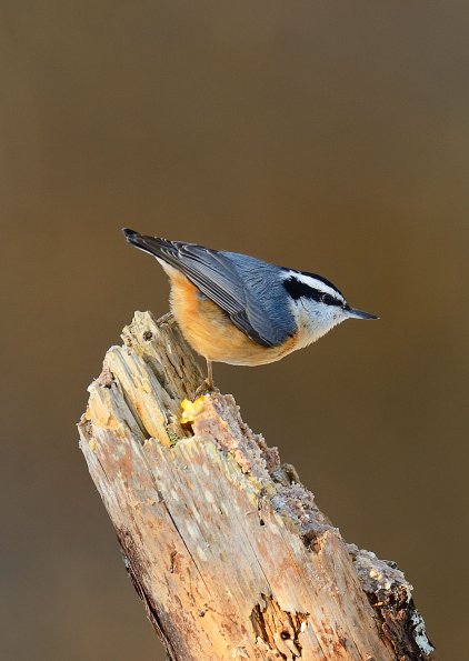 Red-breasted Nuthatch 
