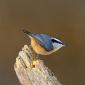 Red-breasted Nuthatch