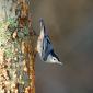 White-breasted nuthatch - Picchio muratore pettobianco
