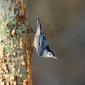 White-breasted nuthatch - Picchio muratore pettobianco