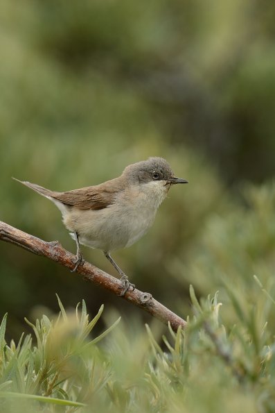 Bigiarella