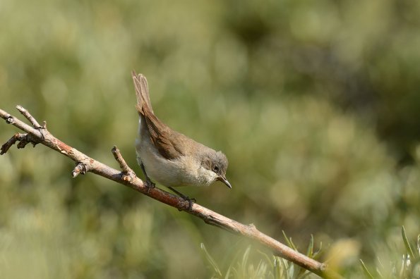 Bigiarella