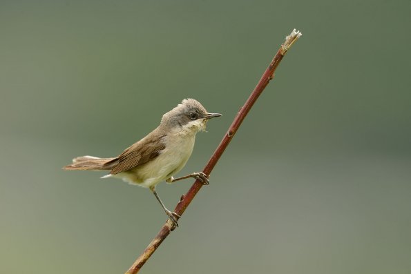 Bigiarella