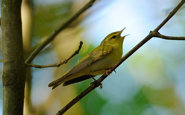 Lui verde 