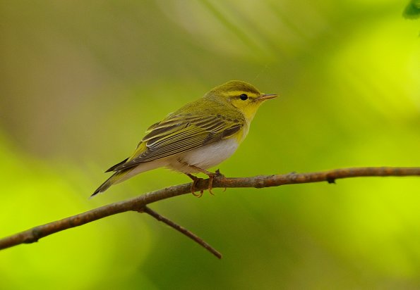 Lui verde