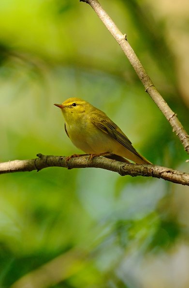 Lui verde