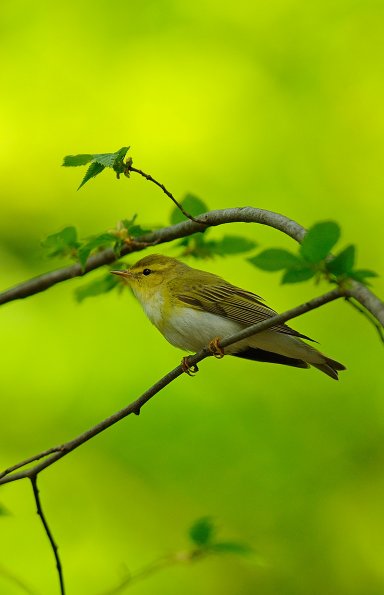 Lui verde