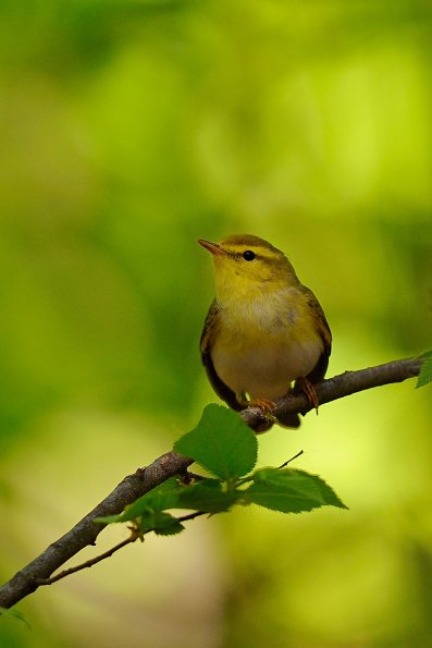 Lui verde